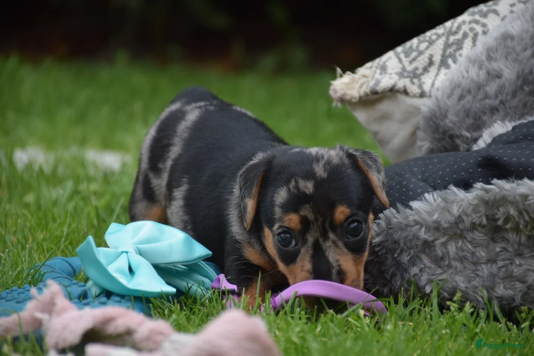 Jack Russel Terriër honden te koop: lieve pups zoeken een nieuw huisje - Advertentie 38