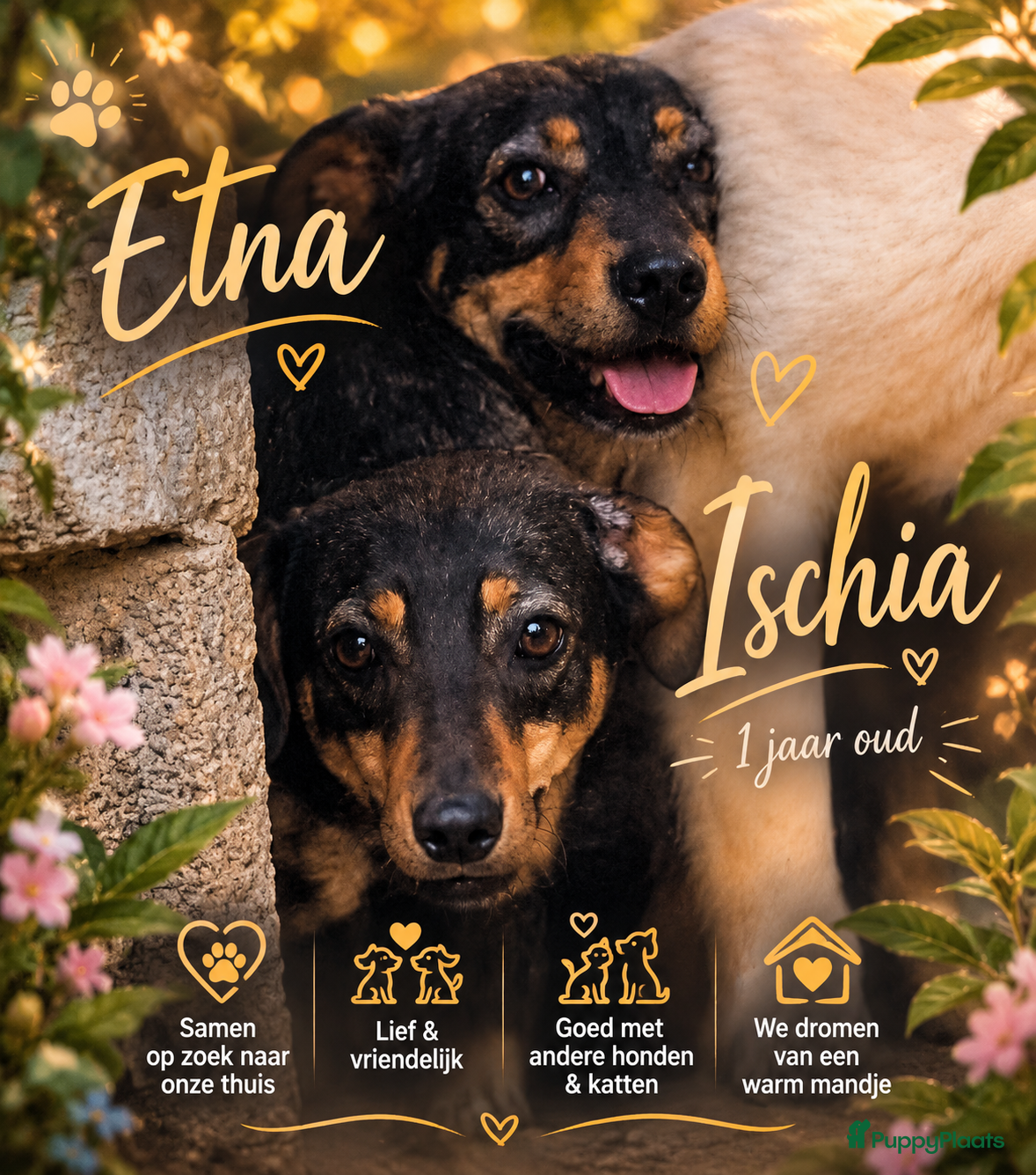 Kruising honden 2 lieve italiaanse zusjes zoeken baasje - Advertentie 1