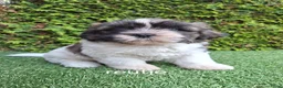 Malshi honden te koop: Zeer mooie speelse boomer pups.  - Advertentie 6