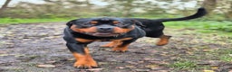 Rottweiler honden te koop: Eenmalig nestje Rottweilers - Advertentie 4