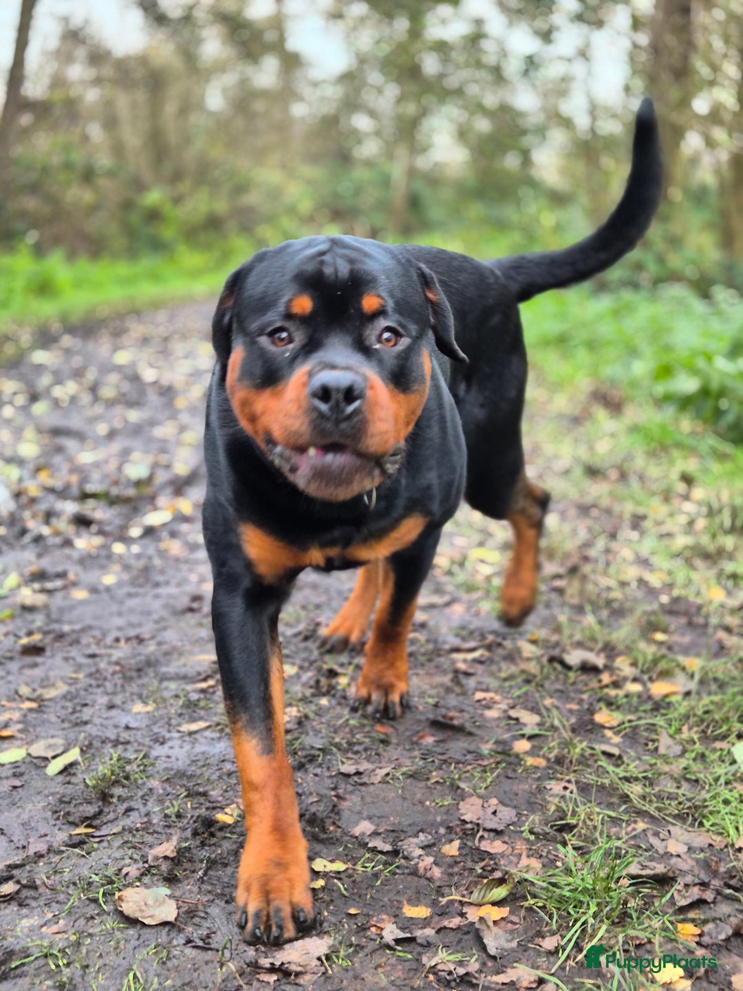 Rottweiler honden te koop: Eenmalig nestje Rottweilers - Advertentie 4