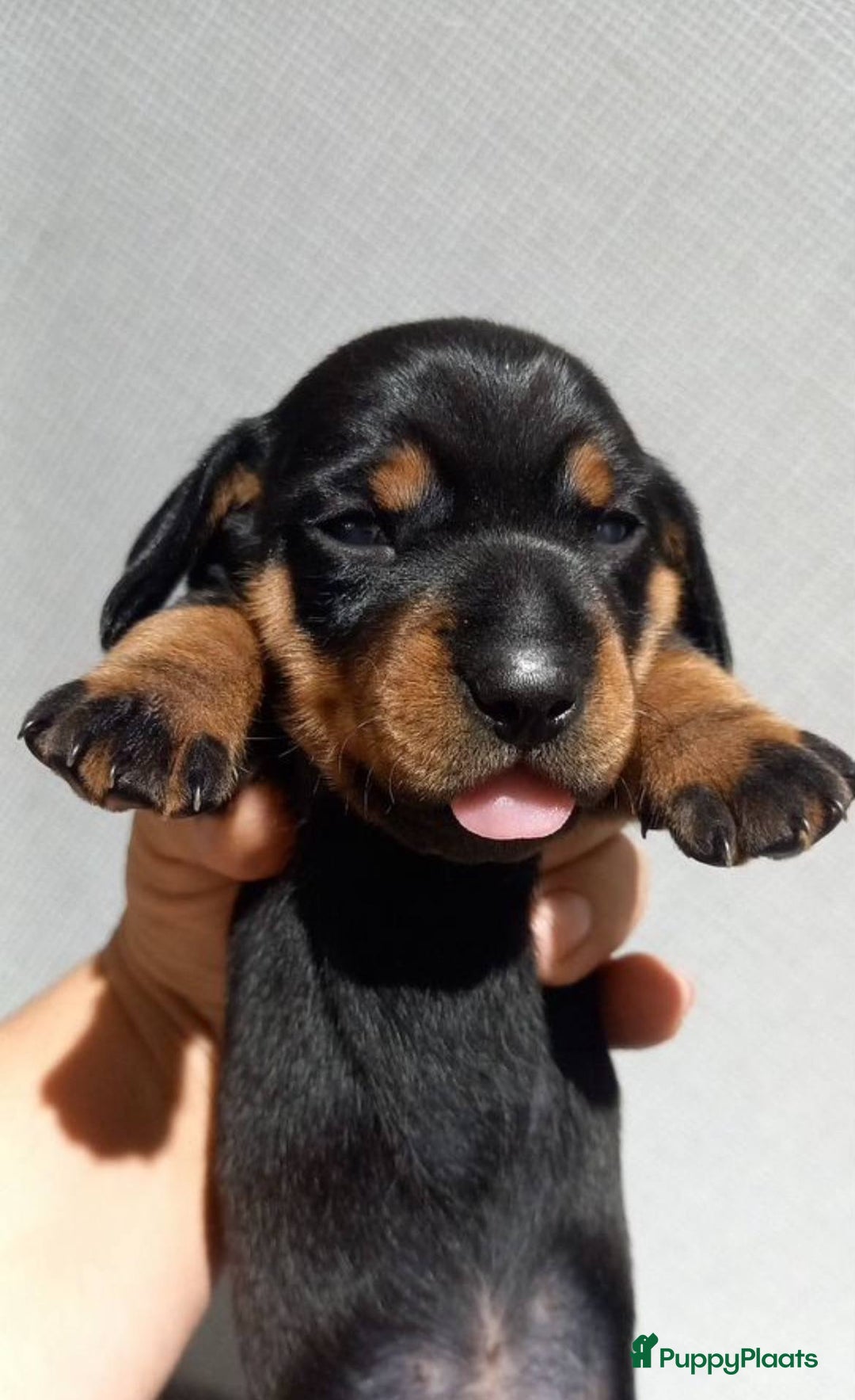 Teckel (korthaar)  honden te koop: Meerdere Teckel pups - Advertentie 3