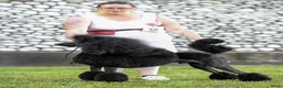 Poedel honden ter dekking: Grote poedel dekreu  - Advertentie 4
