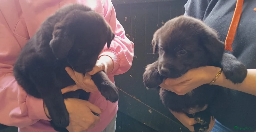 Kruising honden te koop: Labrador X Wolfsgrauwe Keeshond - Advertentie 2