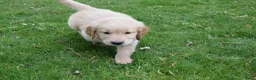 Golden Retriever honden te koop: Golden Retriever pups met stamboom - Advertentie 20