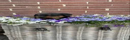 Rottweiler honden te koop: Mooie rottweiler pups tekoop - Advertentie 4