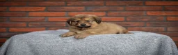 Kruising honden te koop: Gave Toller x Oud Duitse herder pups - Advertentie 7