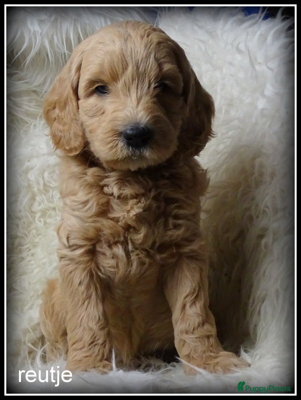 Labradoodle honden Labradoodle medium pups. - Advertentie 2