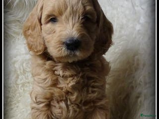 Labradoodle honden Labradoodle medium pups. - Advertentie 2
