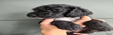 Cockapoo 2