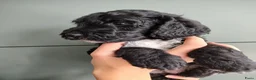 Cockapoo honden te koop: Cockapoo F1b huiselijke kring geteste ouders - Advertentie 13