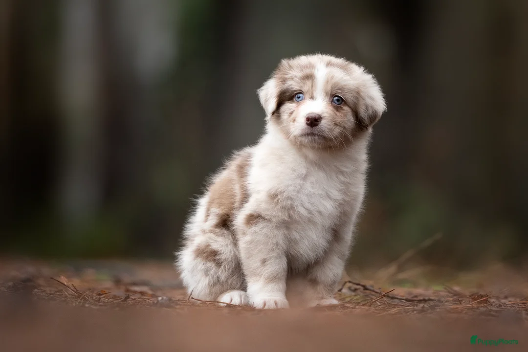 Australian Shepherd honden te koop: Australian Shepherd pup teefje - Advertentie 1