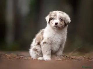 Australian Shepherd honden Australian Shepherd pup teefje - Advertentie 3