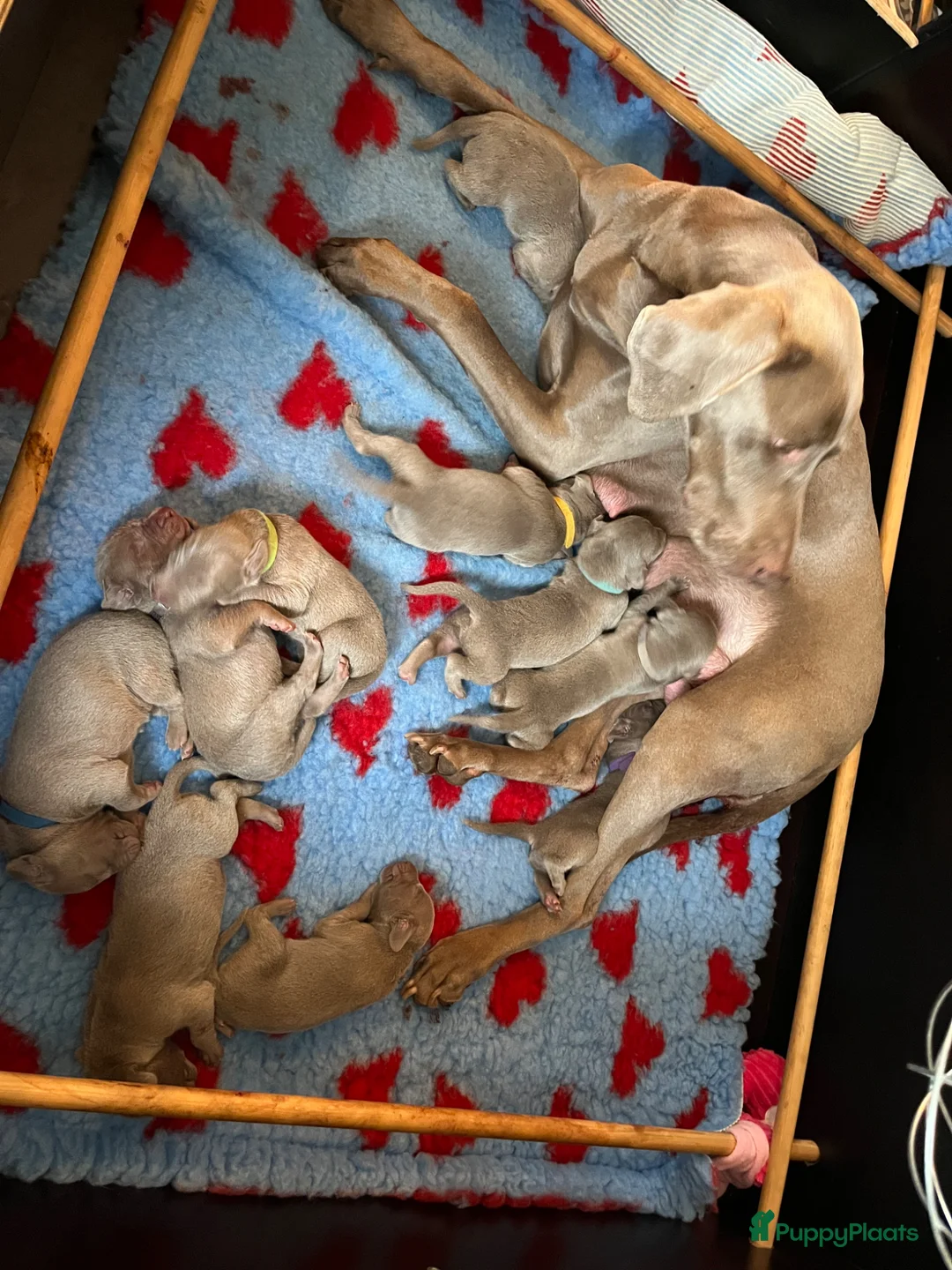 Weimarse Staande Hond korthaar honden te koop: Mooie Weimaraner pups - Advertentie 2
