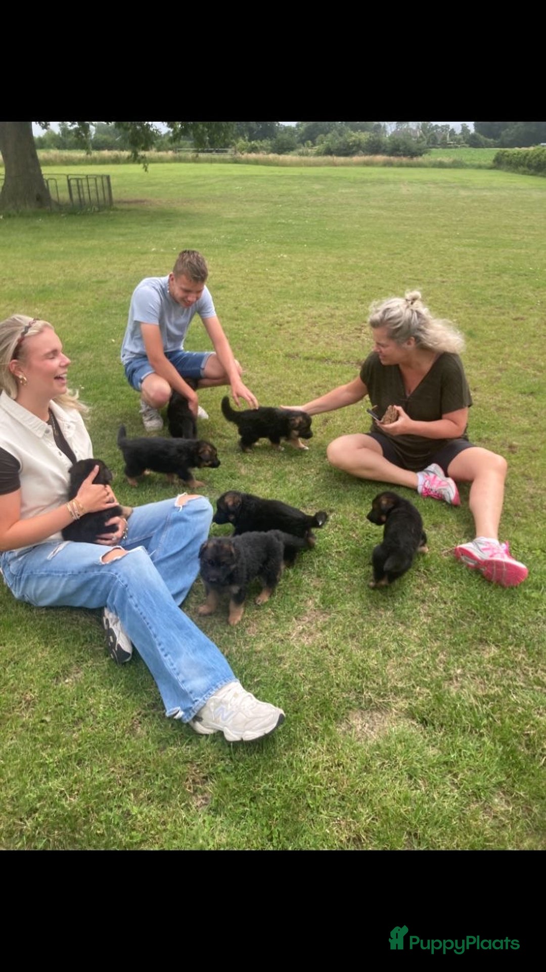 Duitse Herder honden te koop: Prachtige langharige Duitse herder met rechte rug - Afbeelding 11