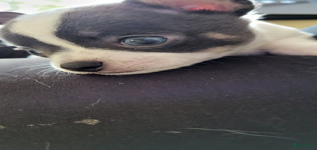 Galerij afbeelding {{count}}