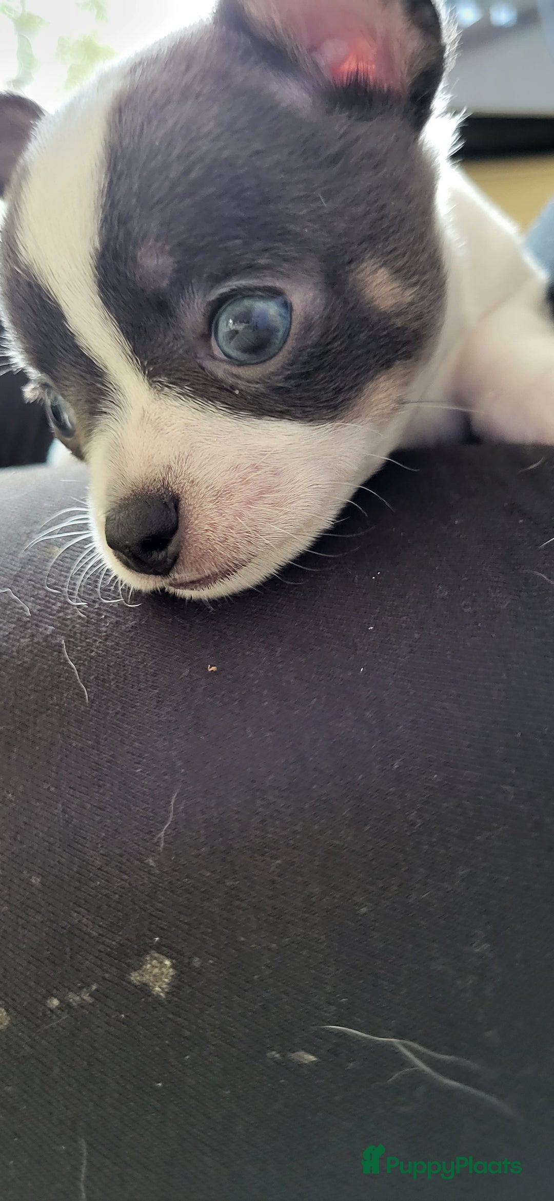 Galerij afbeelding {{count}}