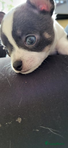 Galerij afbeelding {{count}}