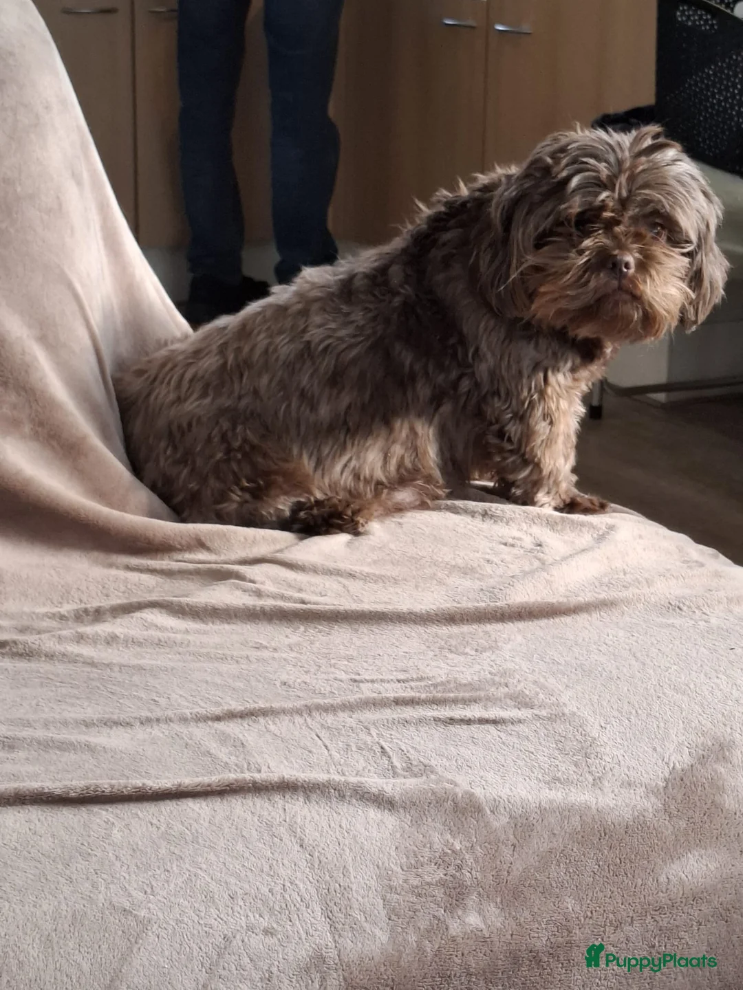 Kruising honden te koop: Mooi nestje boomerpups  - Advertentie 1