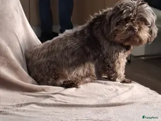 Kruising honden Mooi nestje boomerpups - Advertentie 1