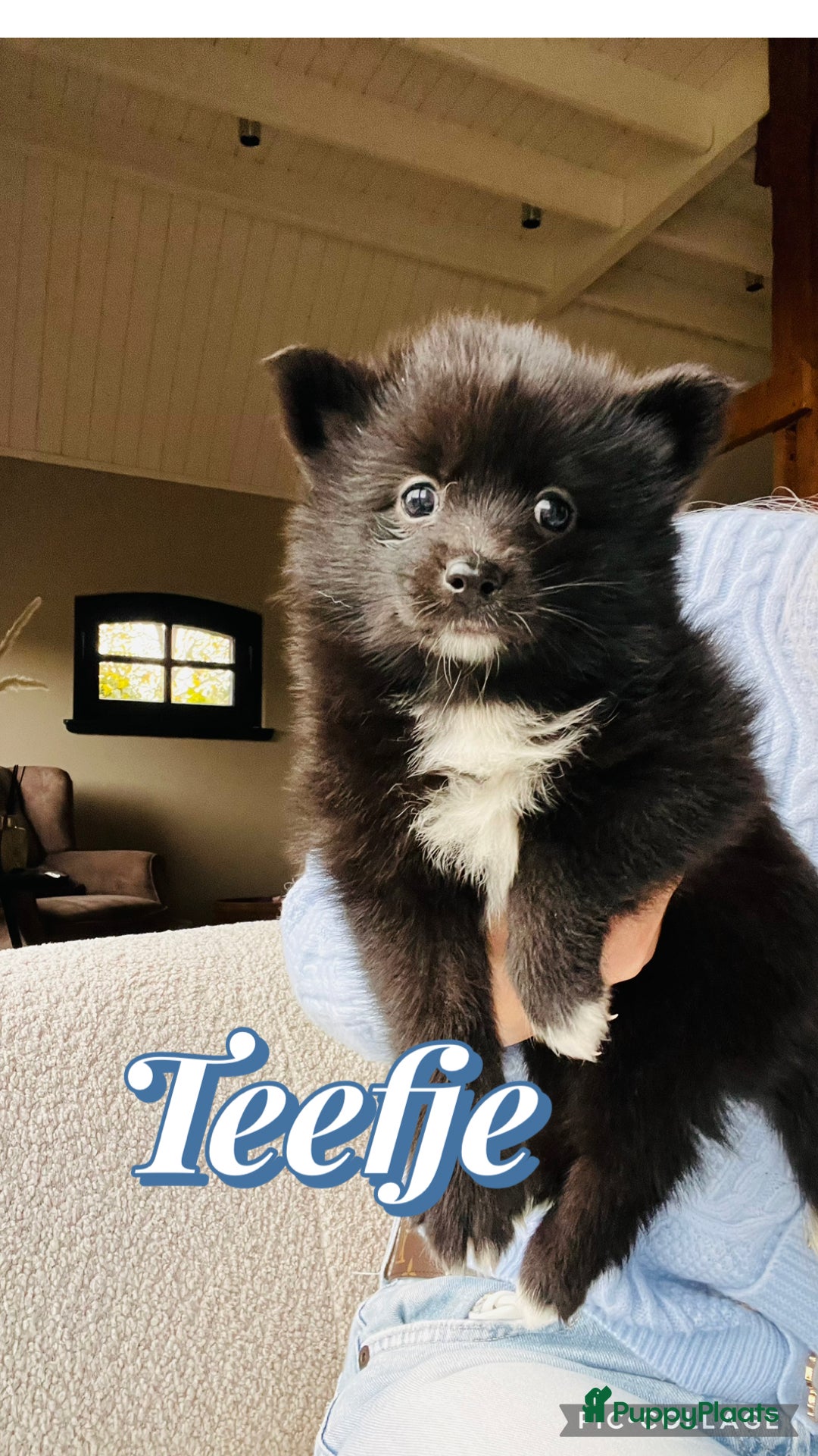 Pomsky honden te koop: Pomsky pups  - Advertentie 11