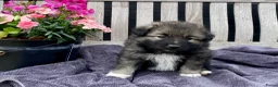Keeshond honden te koop: Wolfsgrijze keeshond pups - Advertentie 7