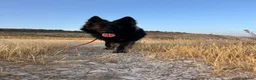 Duitse Herder honden te koop: Bruno (1,5 jr) zoekt een nieuw thuis in Putten - Advertentie 7