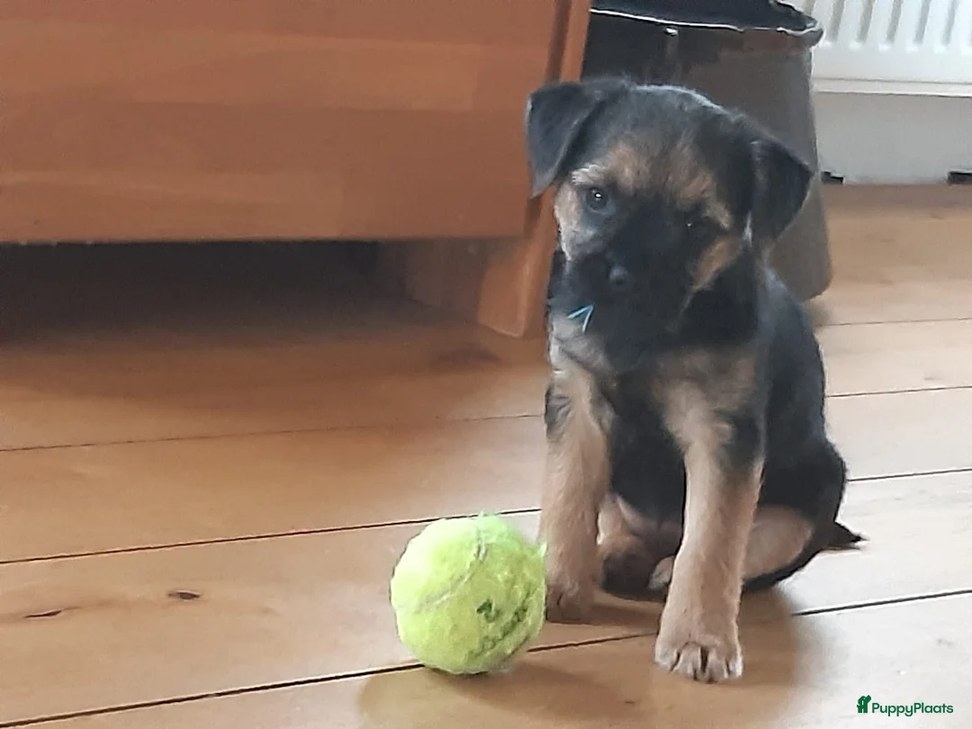 Border Terriër honden ter dekking: Border Terrier Dekreu!  06 41290018 in Losser - Advertentie 13