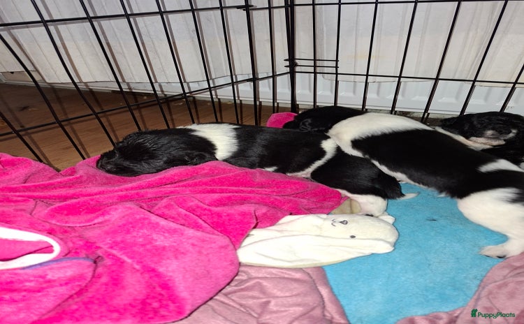 Friese Stabij honden - Advertentie 4