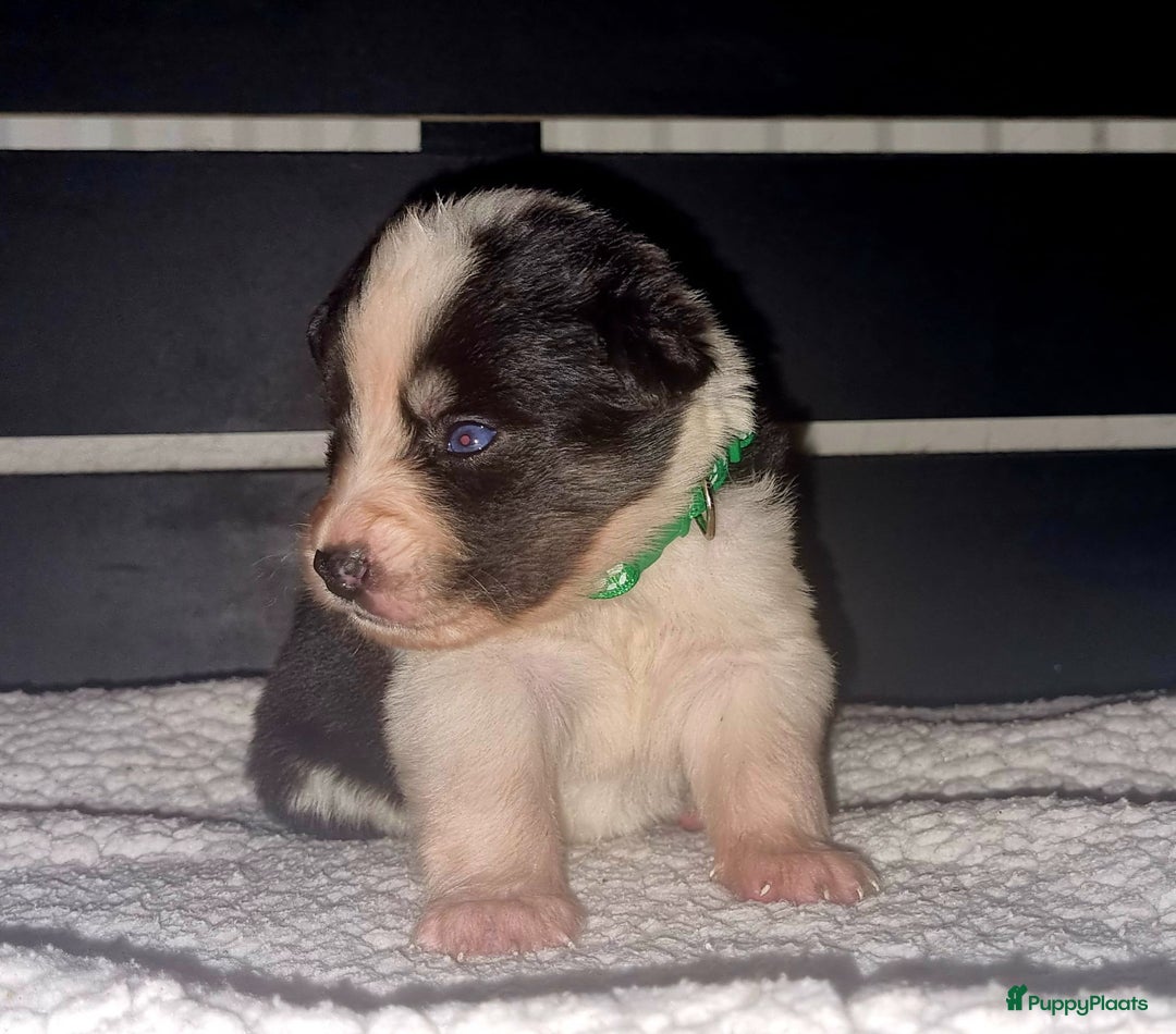Kruising honden te koop: Kruising X Husky pups! Super mooi en leuk! - Advertentie 18
