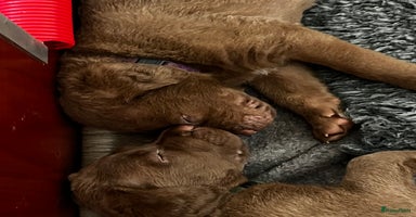 Chesapeake Bay Retriever honden - Advertentie 13