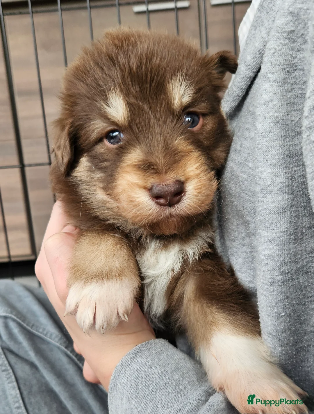 Kruising honden te koop: Prachtige kruising pups - Advertentie 9