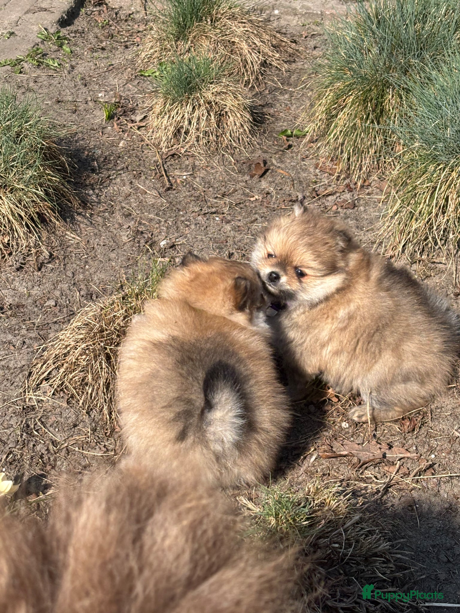 Pomeriaan honden Pomeriaan pups - Advertentie 2