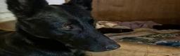 Mechelse Herder honden te koop: Nest met 9 pups (1 verkocht) in Veendam - Advertentie 8