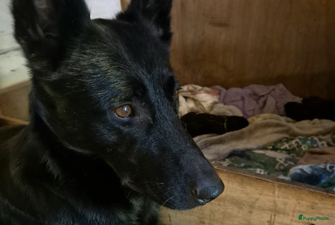 Mechelse Herder honden te koop: Nest met 9 pups (1 verkocht) in Veendam - Advertentie 8