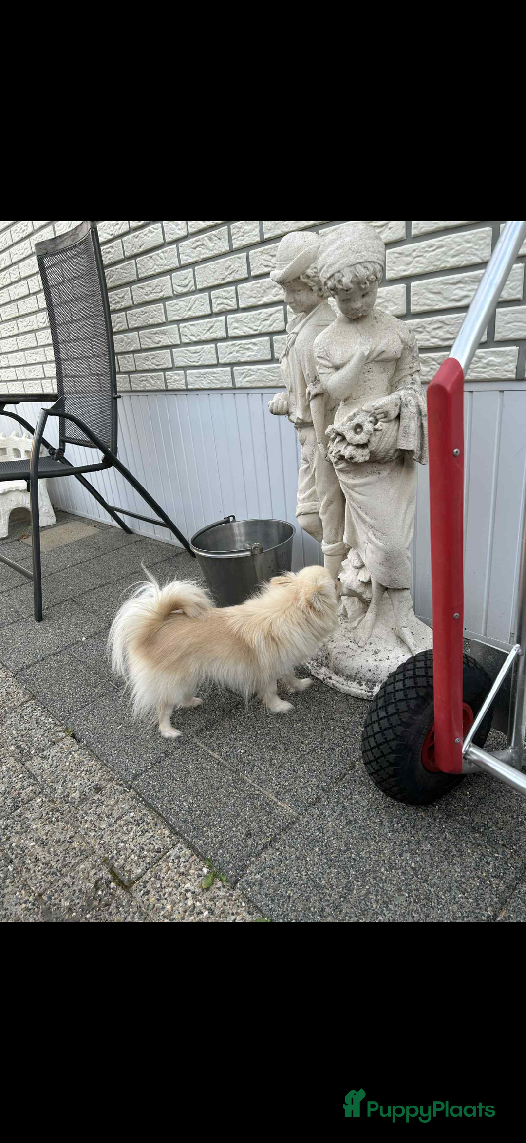 Pomchi honden te koop: Mooie pomchi - Advertentie 6