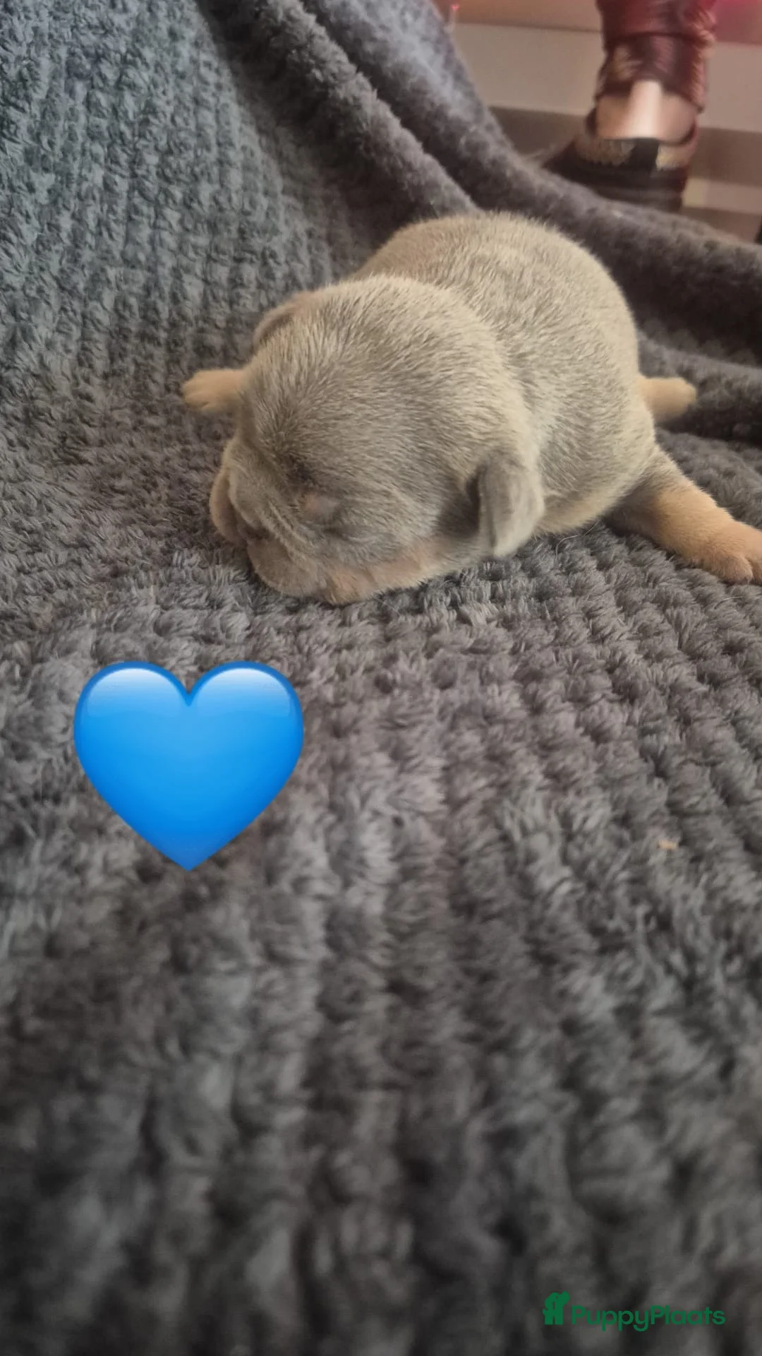 Franse Bulldog honden te koop: Vijf mooie pups met DBKC stamboom in Bakel - Advertentie 2