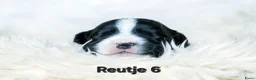 Welsh Corgi Cardigan honden te koop: Cardigan Welsh Corgi pups - Advertentie 16