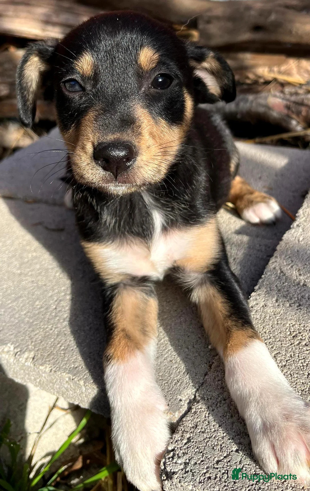 Kruising honden ter adoptie: kleine Zira zoekt een vriendje voor het leven  - Advertentie 1