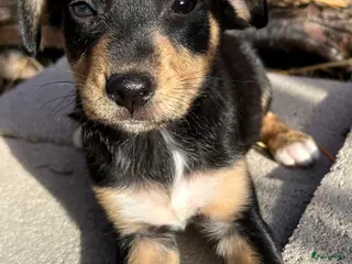 Kruising honden kleine Zira zoekt een vriendje voor het leven - Advertentie 3