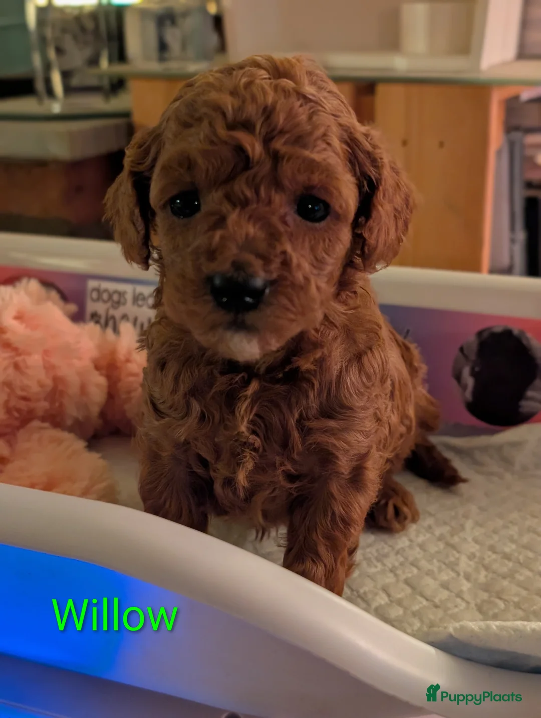 Poedel Toy honden te koop: Toypoedel puppies  - Advertentie 5