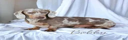 Dwergteckel honden te koop: ❤️😍 Prachtige sociale dwergteckel pups 😍❤️ - Advertentie 10