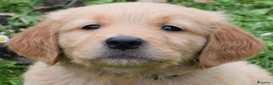 Golden Retriever Puppy 1