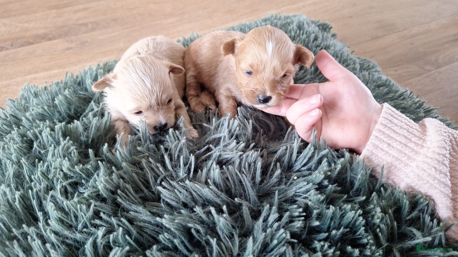 Maltipoo honden Maltipoo pups. Super mini - Advertentie 3