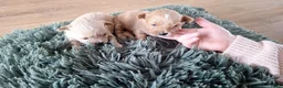 Maltipoo honden te koop: Maltipoo pups. Super mini - Advertentie 1