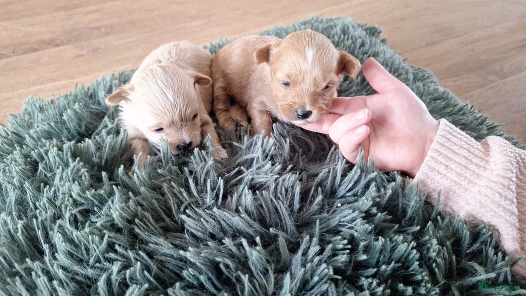 Maltipoo honden te koop: Maltipoo pups. Super mini - Advertentie 1