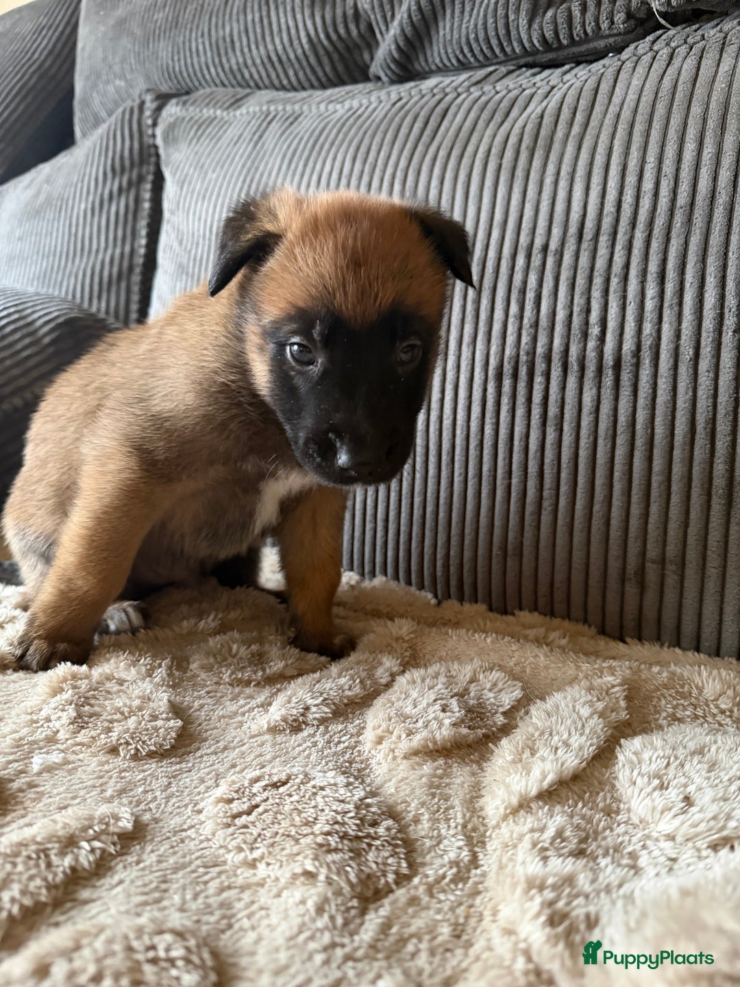 Mechelse Herder honden te koop: Prachtige Mechelse herder pups! - Advertentie 3