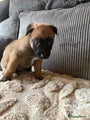 Mechelse Herder Puppy 3