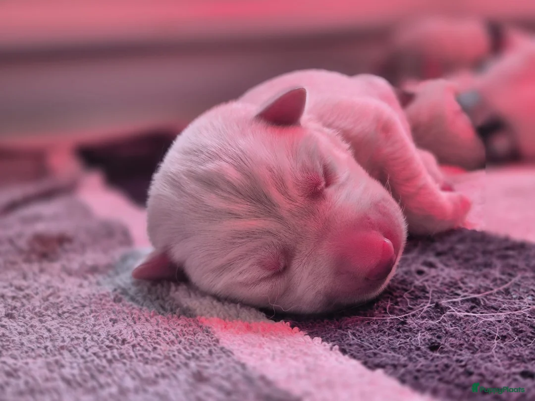 Zwitserse Witte Herdershond honden te koop: Witte herder pups - Advertentie 2