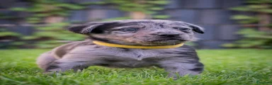 Kruising Puppy 6